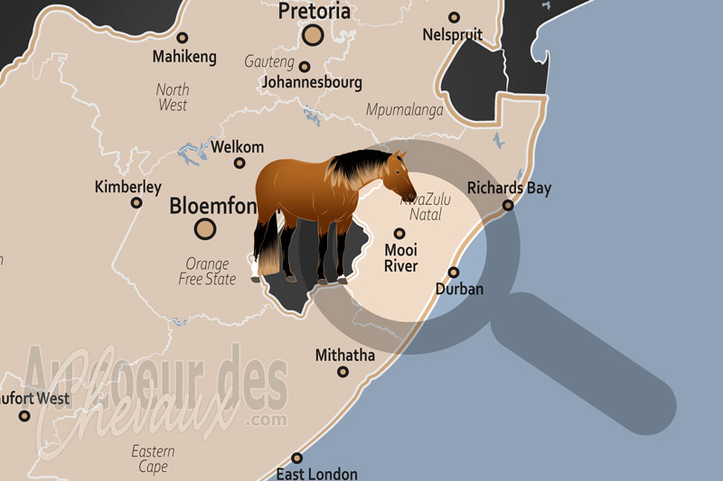 La Rivi�re Mooi, le berceau de l'�levage de pur-sang en afrique du sud