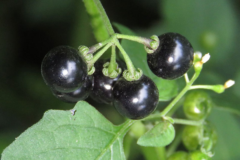Les baies de la Morelle Noire une plante toxique pour le cheval
