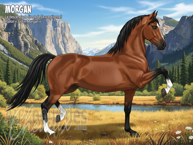 Le Cheval Morgan, l'�pop�e d'un �talon unique