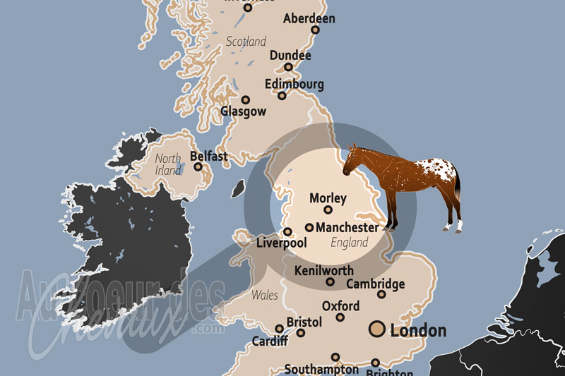 Morley, la r�silience de la tradition �questre au c?ur du west yorkshire