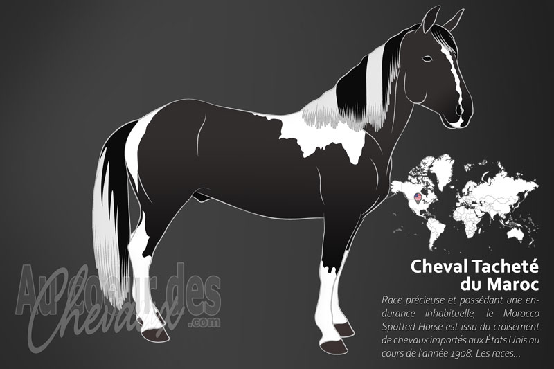 Le Morocco Spotted Horse un cheval de selle l�ger originaire des �tats Unis