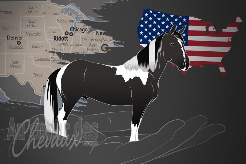 La Morocco Spotted Horse Cooperative Association of America un organisme de race aux �tats Unis