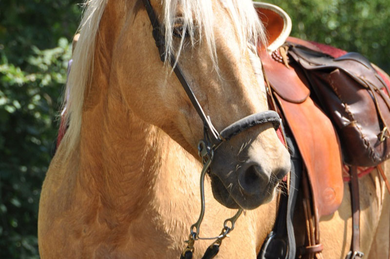 Un cheval avec un Hackamore
