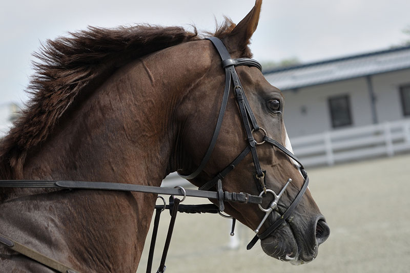 Un cheval avec un mors � aiguilles