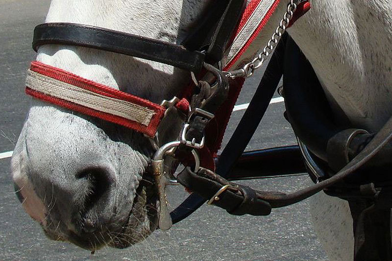 Mors De Cheval En Acier Inox - Snaffle 13,5 Cm - Argent, Neuf, équitation