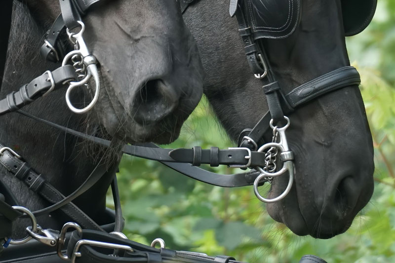 Le mors coup de poing dans la bouche des chevaux