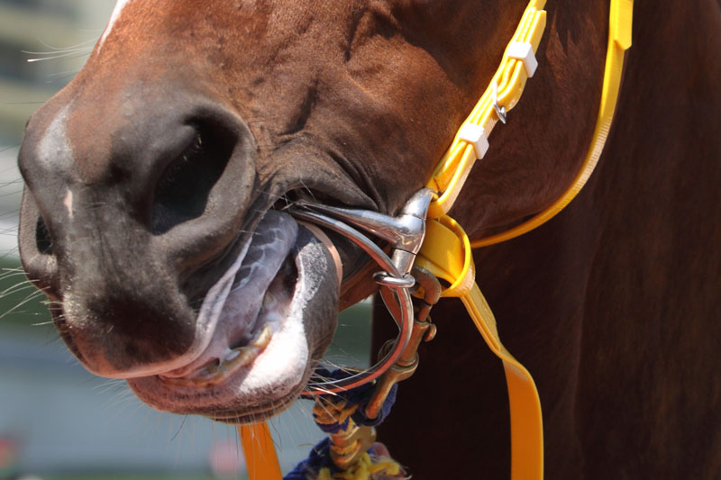 Le mors de course dans la bouche du cheval