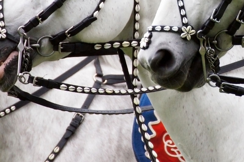 Le mors Saumur dans la bouche des chevaux
