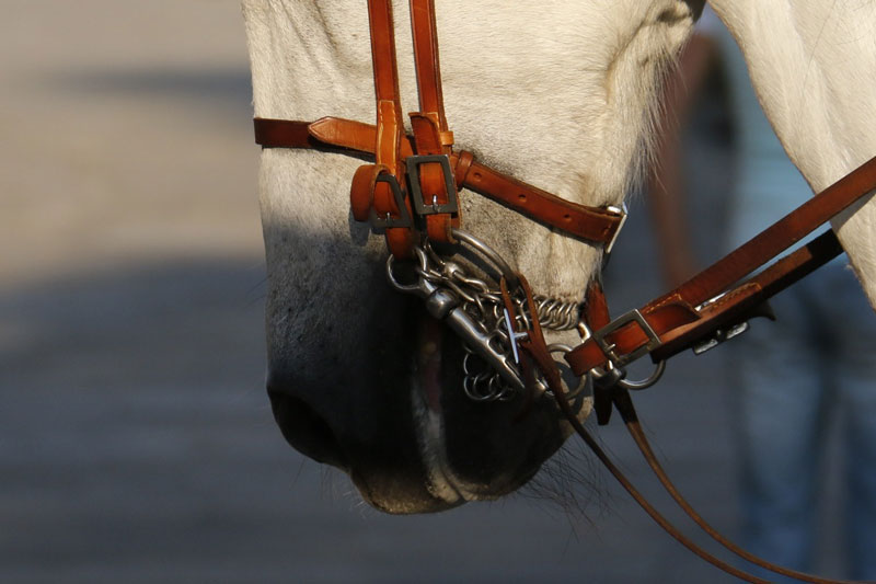 Le mors Saumur dans la bouche du cheval
