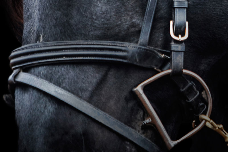 Le mors Verdun dans la bouche du cheval