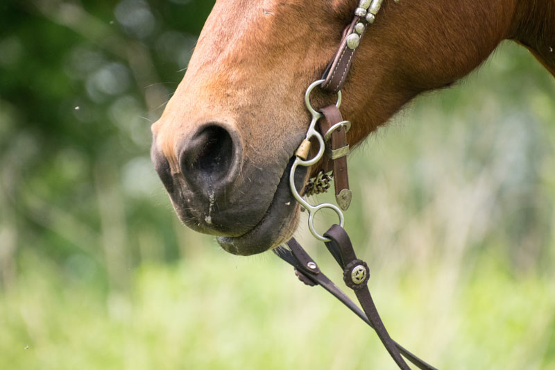 Le mors western dans la bouche du cheval