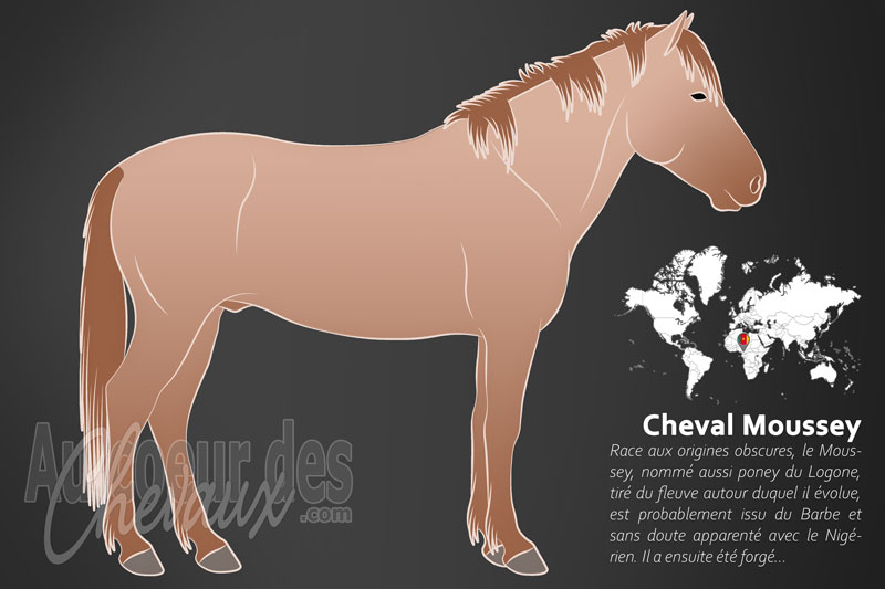 Le Moussey un poney originaire du Cameroun