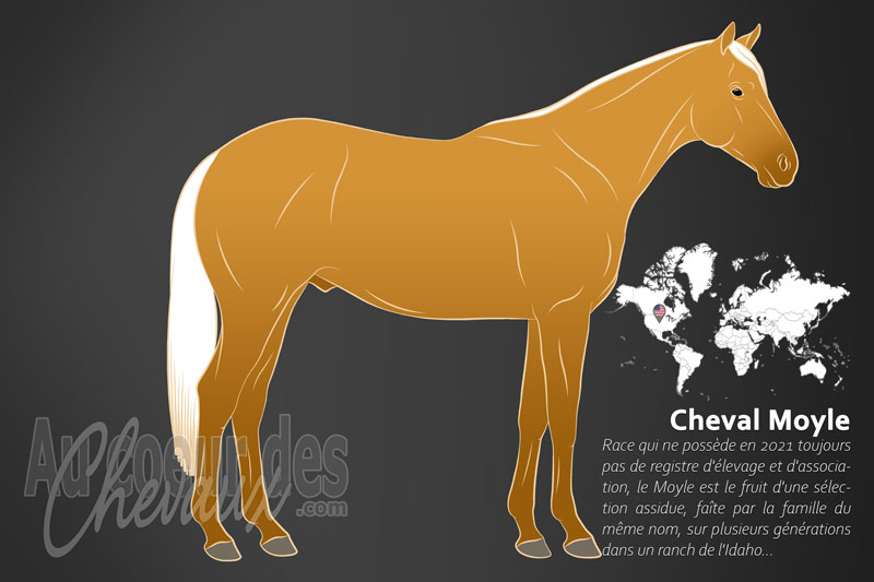 Le Moyle un cheval de selle originaire des �tats Unis