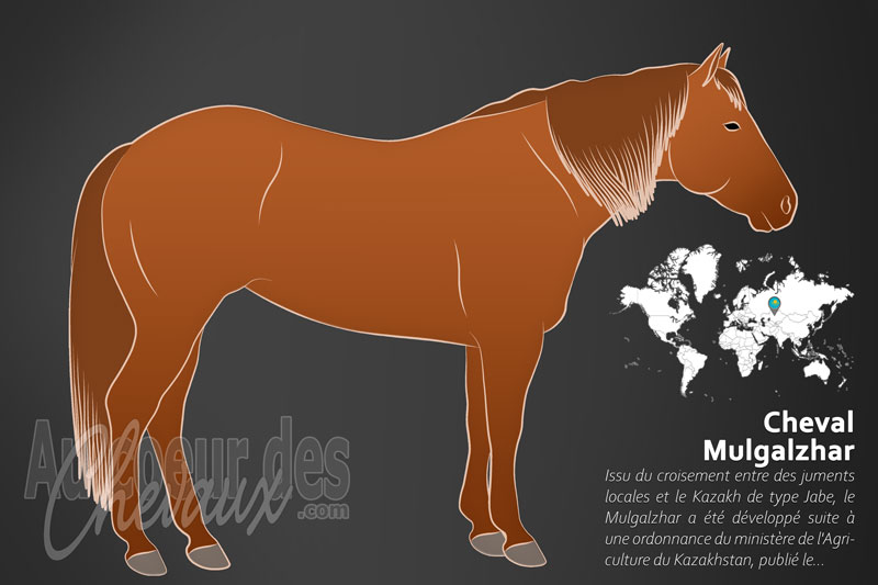 Le Mulgalzhar un cheval de trait l�ger originaire du Kazakhstan