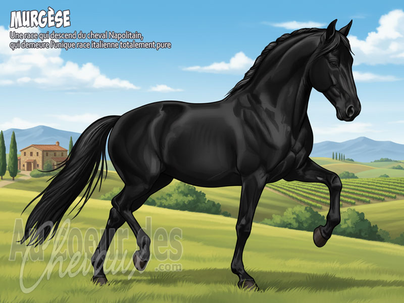 Le Cheval Murg�se, le noble noir des pouilles