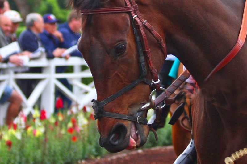 Un cheval avec une muserolle crois�e