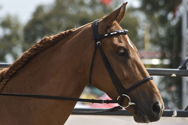 Un cheval avec une muserolle fran�aise