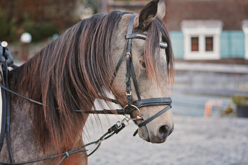 Un cheval avec une muserolle irlandaise