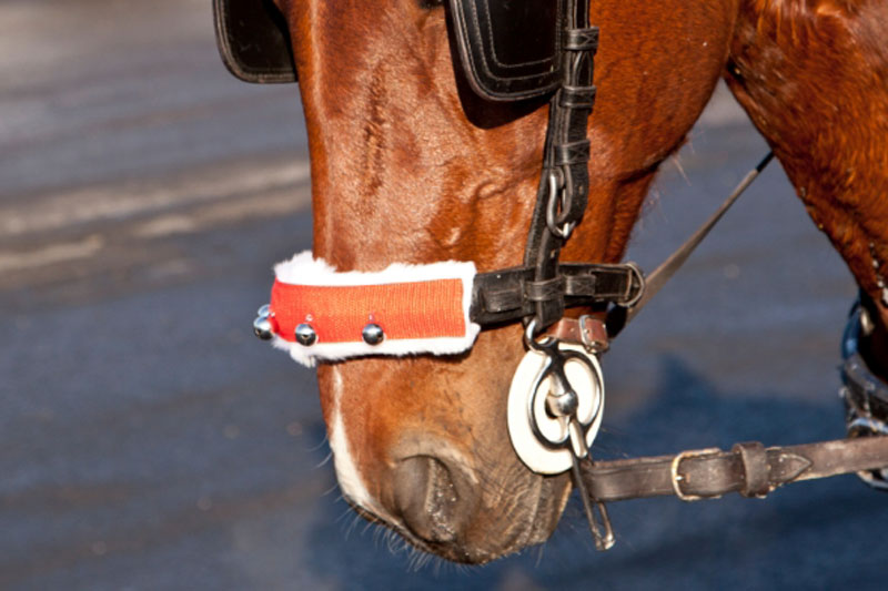 Un cheval avec une bride �quip�e d'une muserolle su�doise