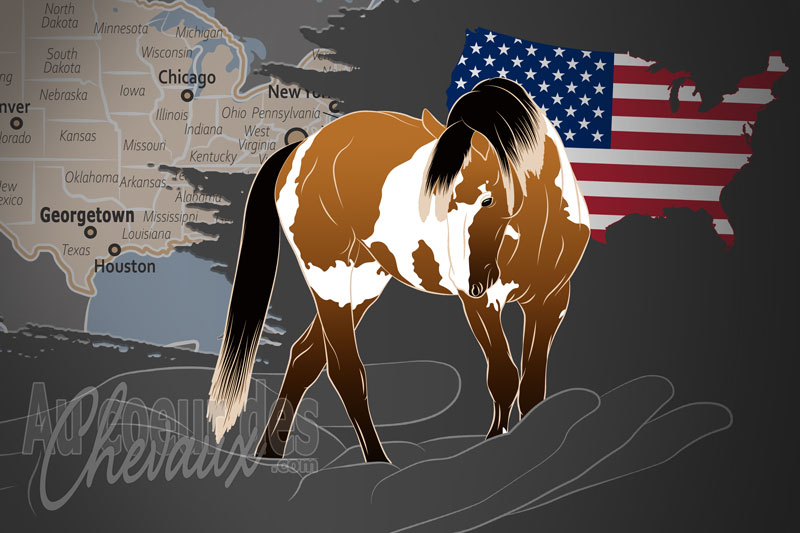 La Fondation du Patrimoine Mustang, une organisation qui g�re le cheval mustang aux �tats unis