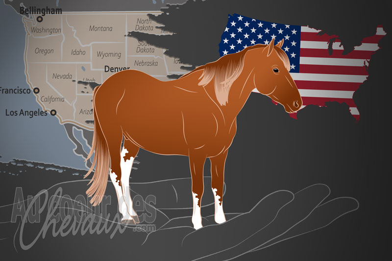 L'Association Nationale des Poneys de Chincoteague, un organisme de gestion de l'assateague au royaume uni