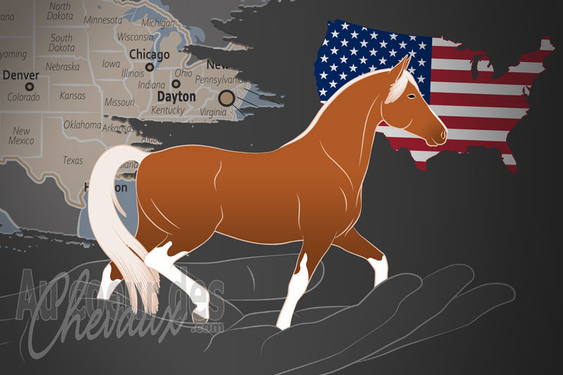 Le Registre National des Chevaux de Spectacle, un organisme de gestion du national show horse aux �tats unis