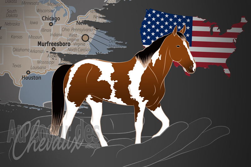 La National Spotted Saddle Horse Association un organisme de race aux �tats Unis