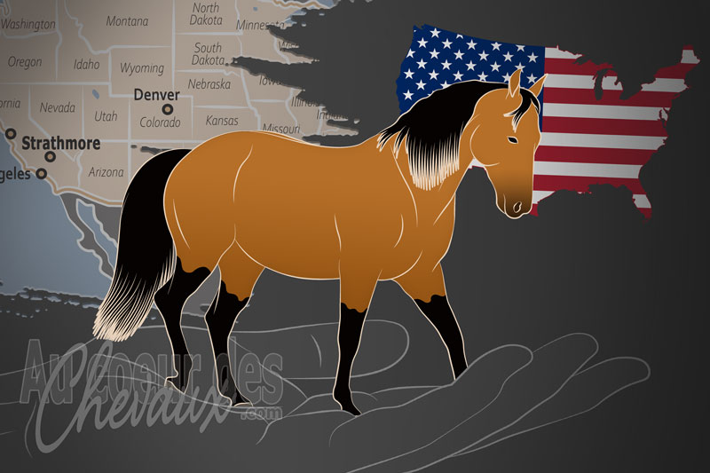 L'Association Nationale des Chevaux Stock, une organisation qui g�re le cheval stock aux �tats unis