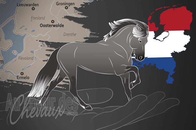 La Nederlands Stamboek Voor Ijslandse Paarden un organisme de race aux Pays Bas