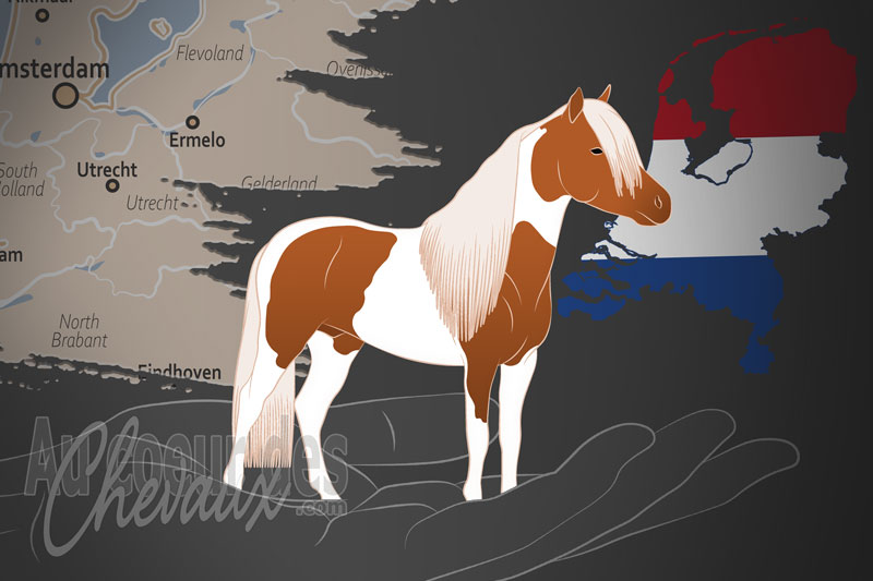 Le Livre G�n�alogique des Chevaux Miniatures N�erlandais, un organisme de gestion du miniature n�erlandais aux pays bas