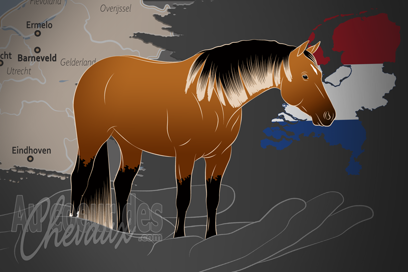 La Nederlandse Quarter Horse Associatie un organisme de race aux Pays Bas