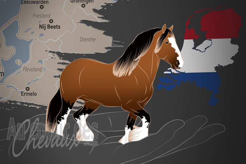 La Nederlandse Shire Horse Society un organisme de race aux Pays Bas