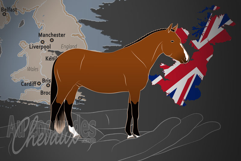 La Soci�t� d'�levage du New Forest, un organisme de gestion du new forest au royaume uni