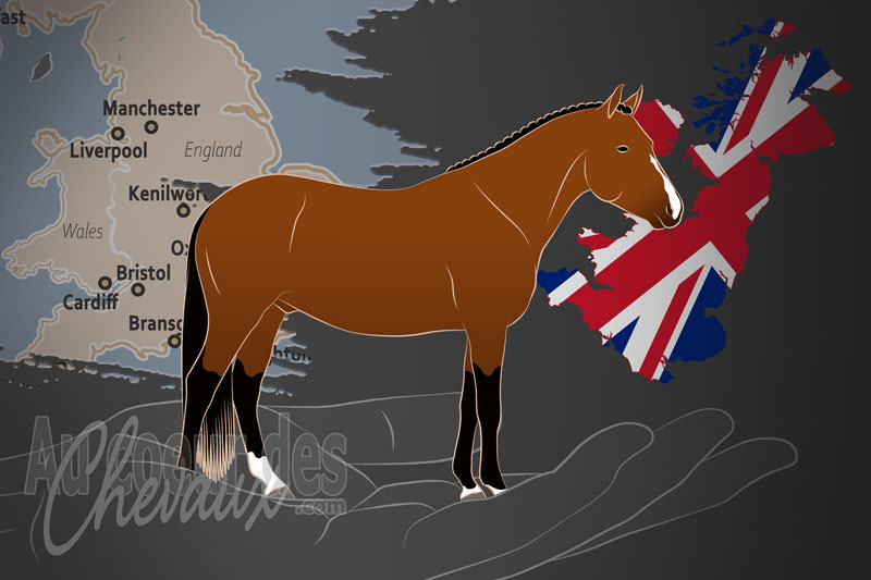 La Soci�t� d'�levage du Poney New Forest, un organisme de gestion du new forest au royaume uni