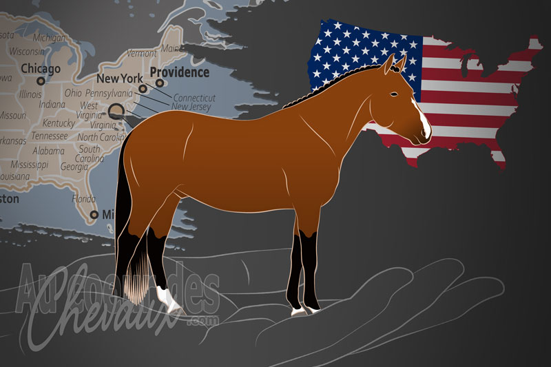 La Soci�t� des Poneys New Forest d'Am�rique du Nord, un organisme de gestion du new forest aux �tats unis