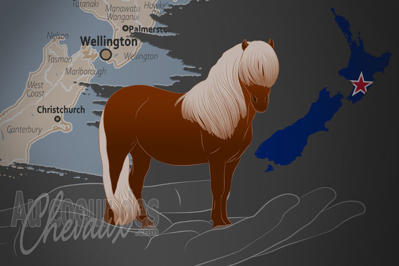 La Soci�t� N�o Z�landaise des Poneys Shetland, une organisation qui g�re le poney shetland en nouvelle z�lande