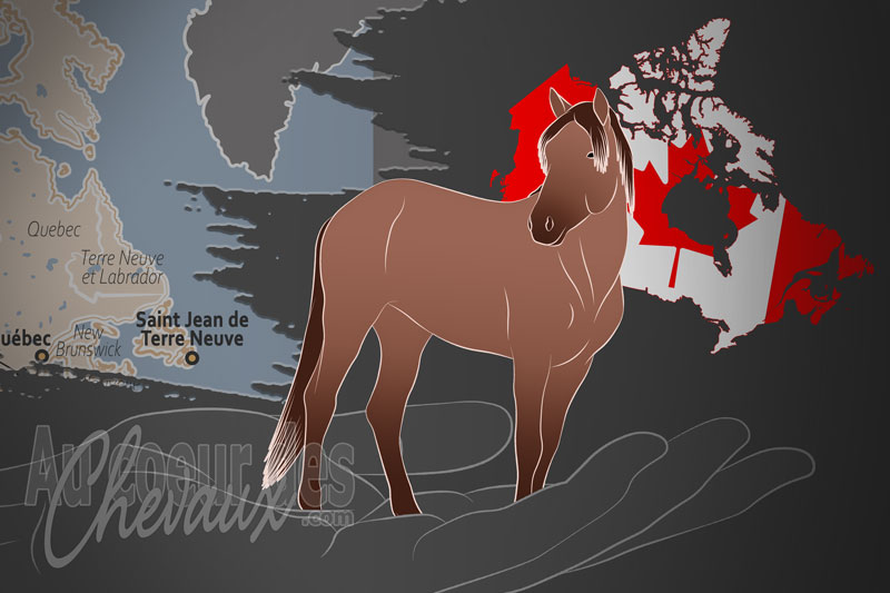La Newfoundland Pony Society un organisme de race au Canada