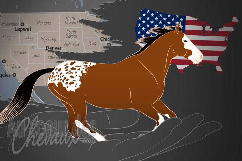 Le Registre du Cheval Nez Perc�, un organisme de gestion du cheval nez perc� aux �tats unis