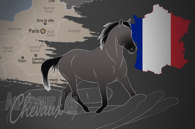 La Nokota Horse Conservancy France un organisme de race en France