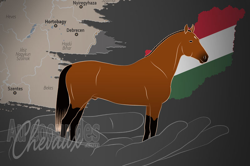 La Nonius L�teny�szto Orsz�gos Egyes�let un organisme de race en Hongrie