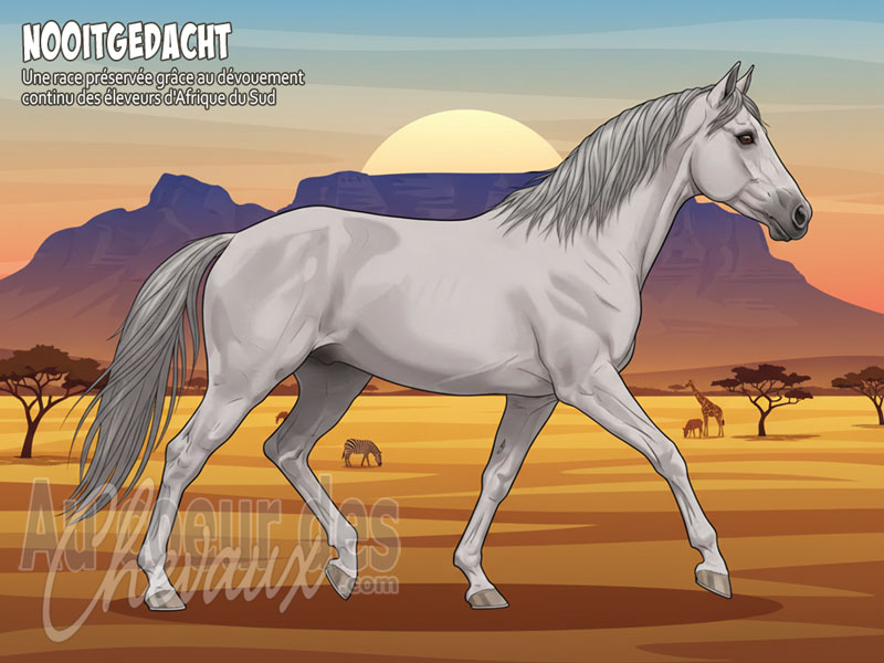 Le Cheval Nooitgedacht, le joyau des hauts plateaux sud-africains