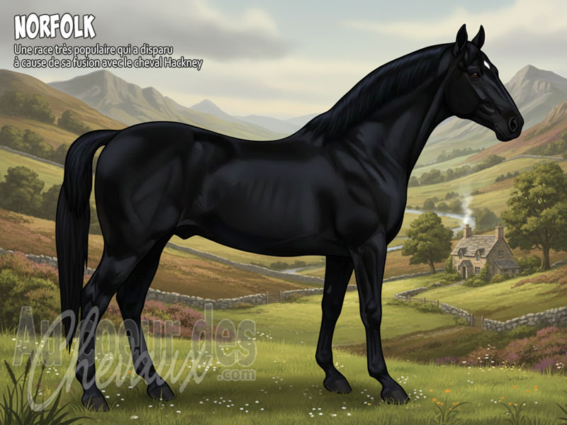 Le Cheval Norfolk, l'anc�tre oubli� des terres de l'est