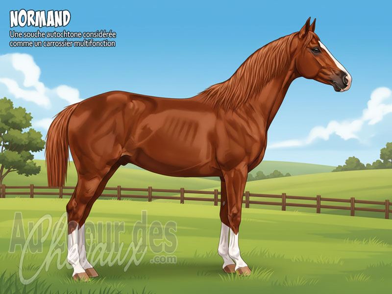 Le Cheval Normand, le berceau de l'excellence �questre fran�aise