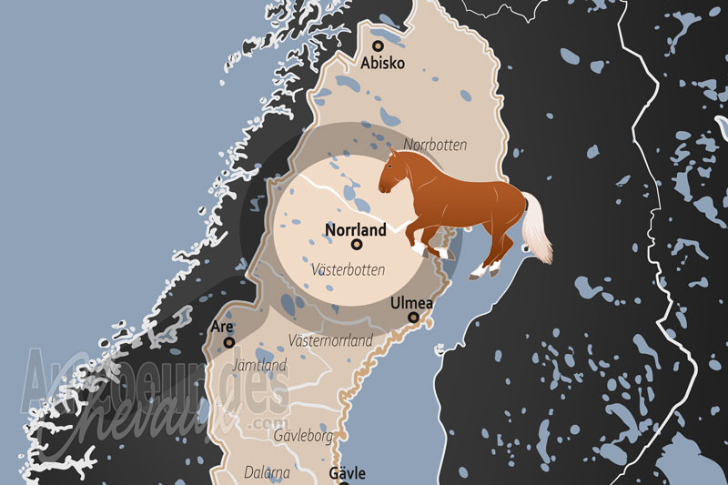 Norrland, le cheval au c?ur de la for�t bor�ale et du sport nordique