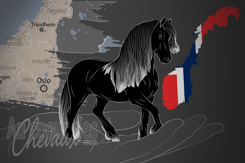 L'Association Norv�gienne du Cheval Frison, un organisme de gestion du frison en norv�ge