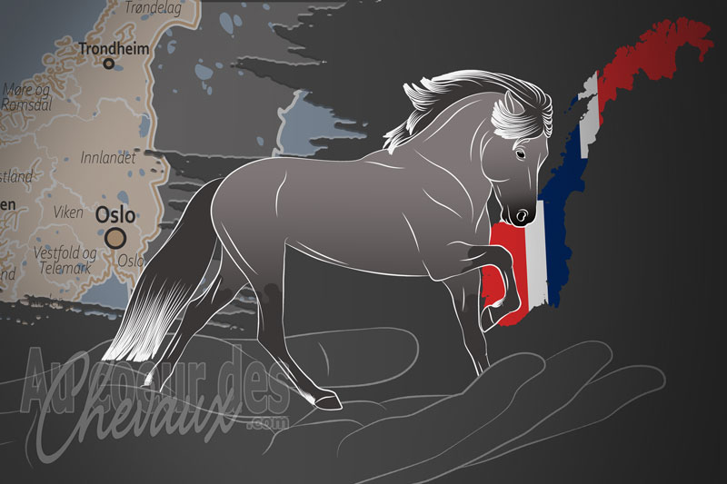 La Norsk Islandshestforening un organisme de race en Norv�ge