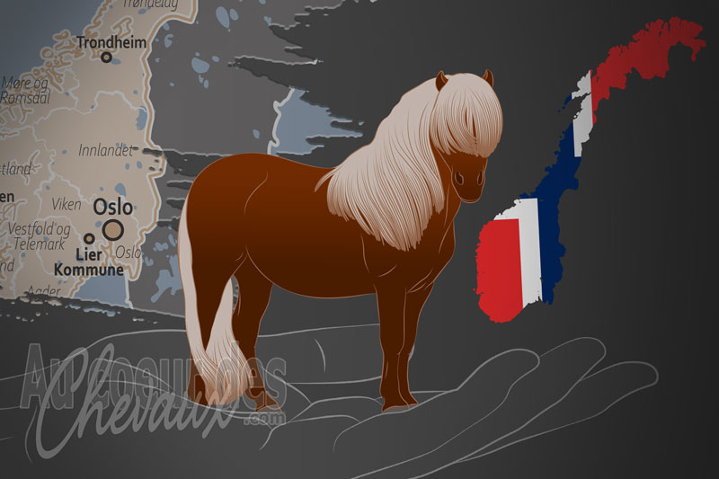 L'Association Norv�gienne d'�levage de Poneys, un organisme de gestion du shetland en norv�ge