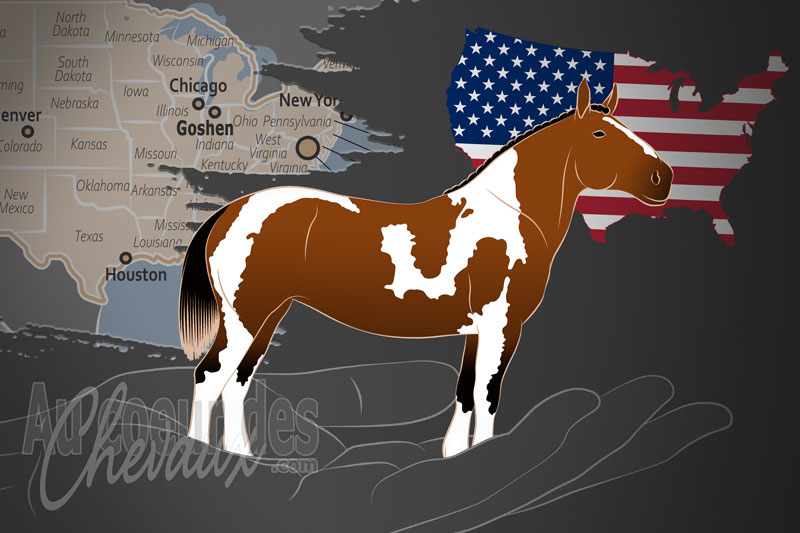 La North American Spotted Draft Horse Association un organisme de race aux �tats Unis