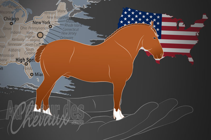 L'Association Nord Am�ricaine des Chevaux Suffolk, un organisme de gestion du suffolk punch aux �tats unis