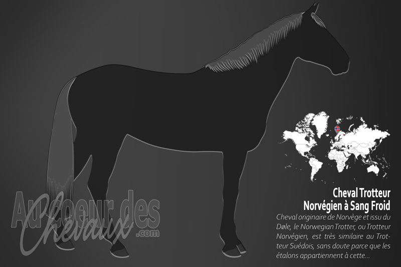 Le Norwegian Coldblood Trotter un cheval de selle originaire de la Norv�ge